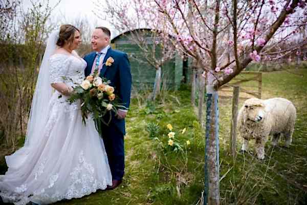 Dodford Manor Wedding Photographer capturing a bride and groom standing next to a sheep in an orchard.